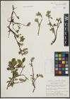 Foto von Salix arctophila Cockerell ex A. Heller